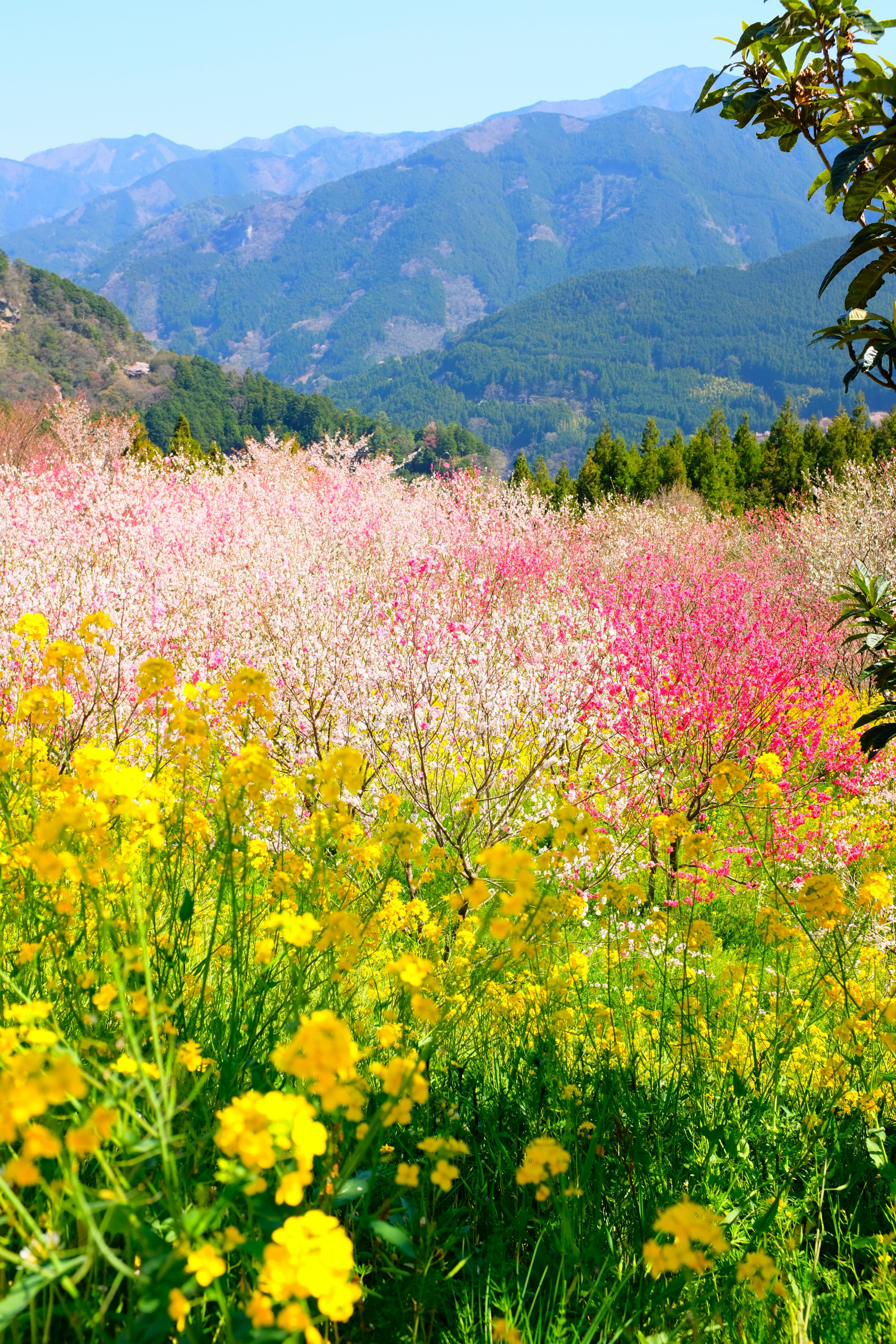 multicolored flower field during daytime